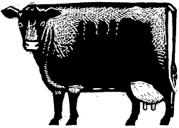cow